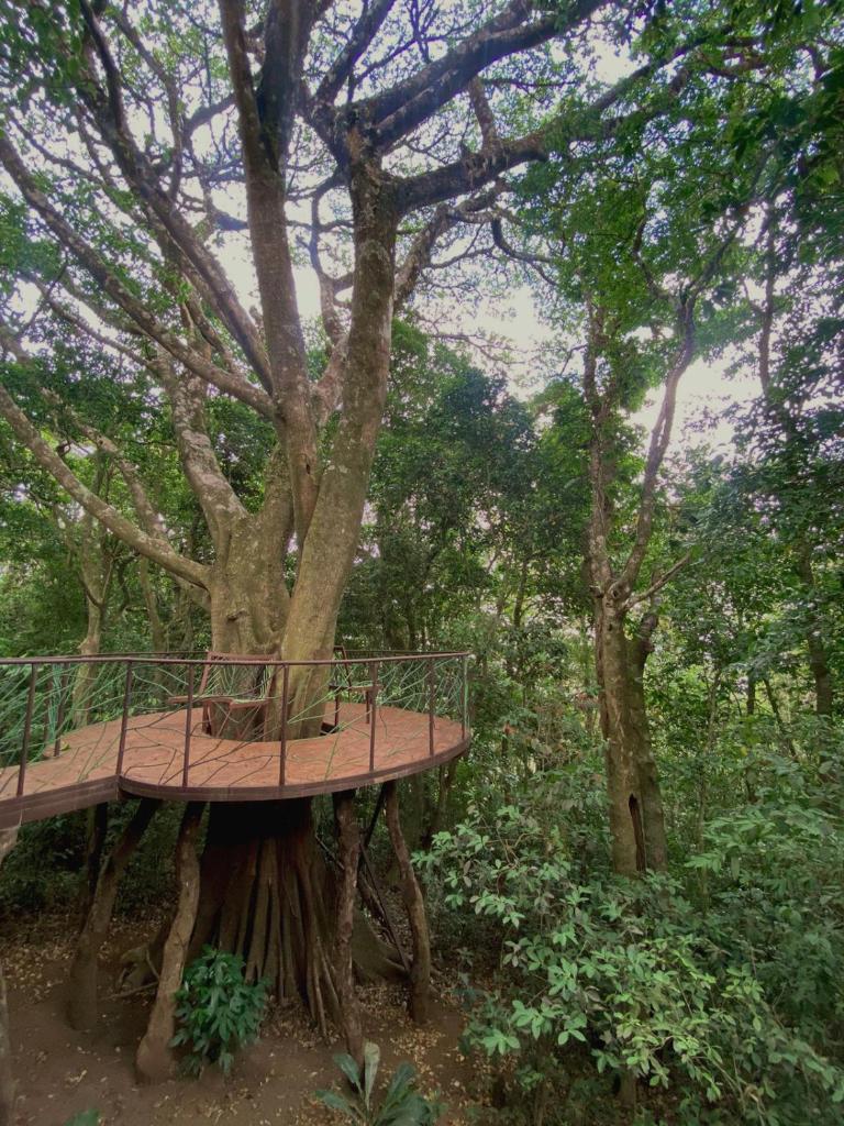 Ficus Wonders Bus photo 4