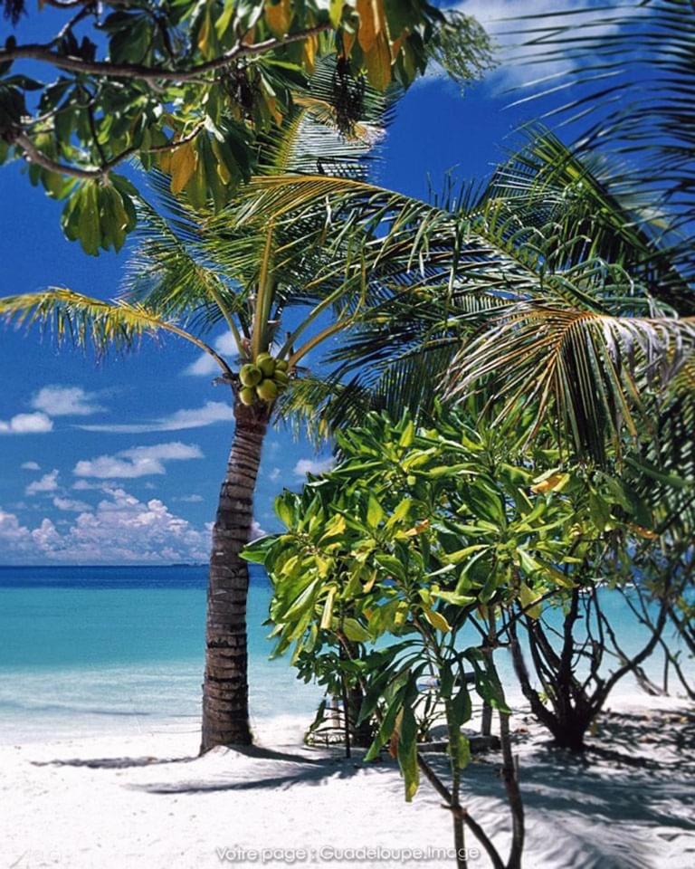 L'escale Tropicale photo 4