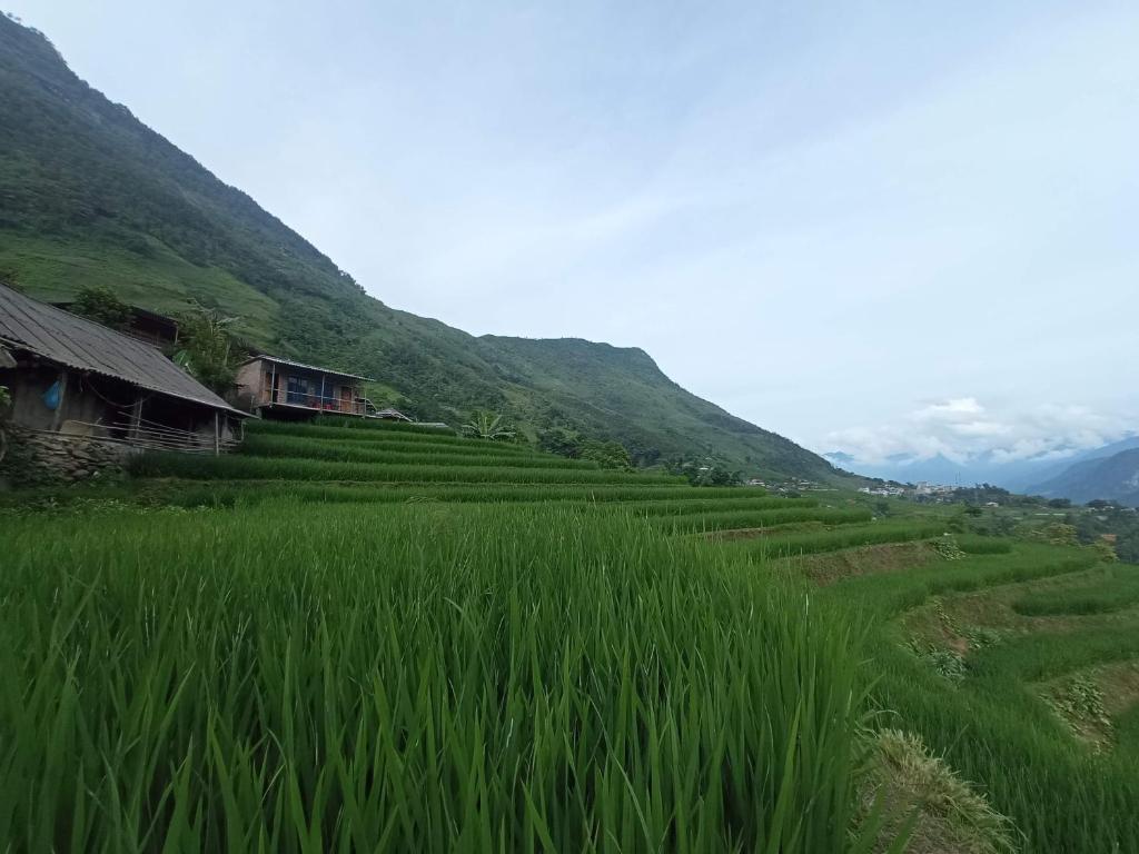 sapa eco terraces