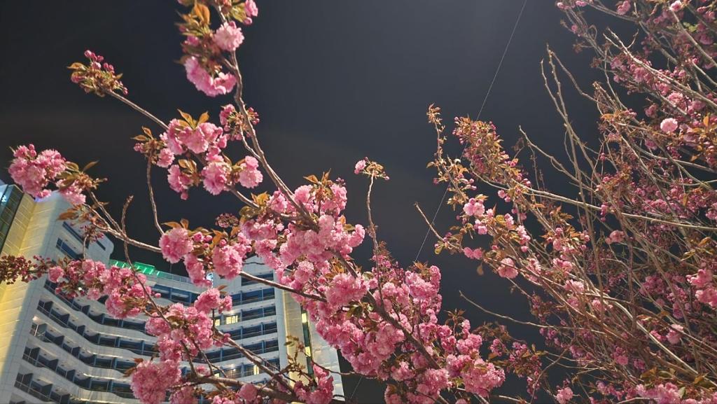 SL Hotel Gangneung