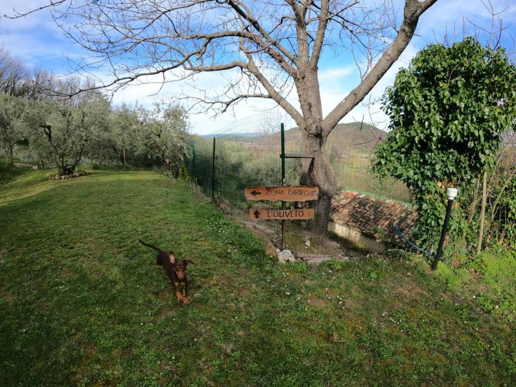 Casa degli Ulivi photo 4