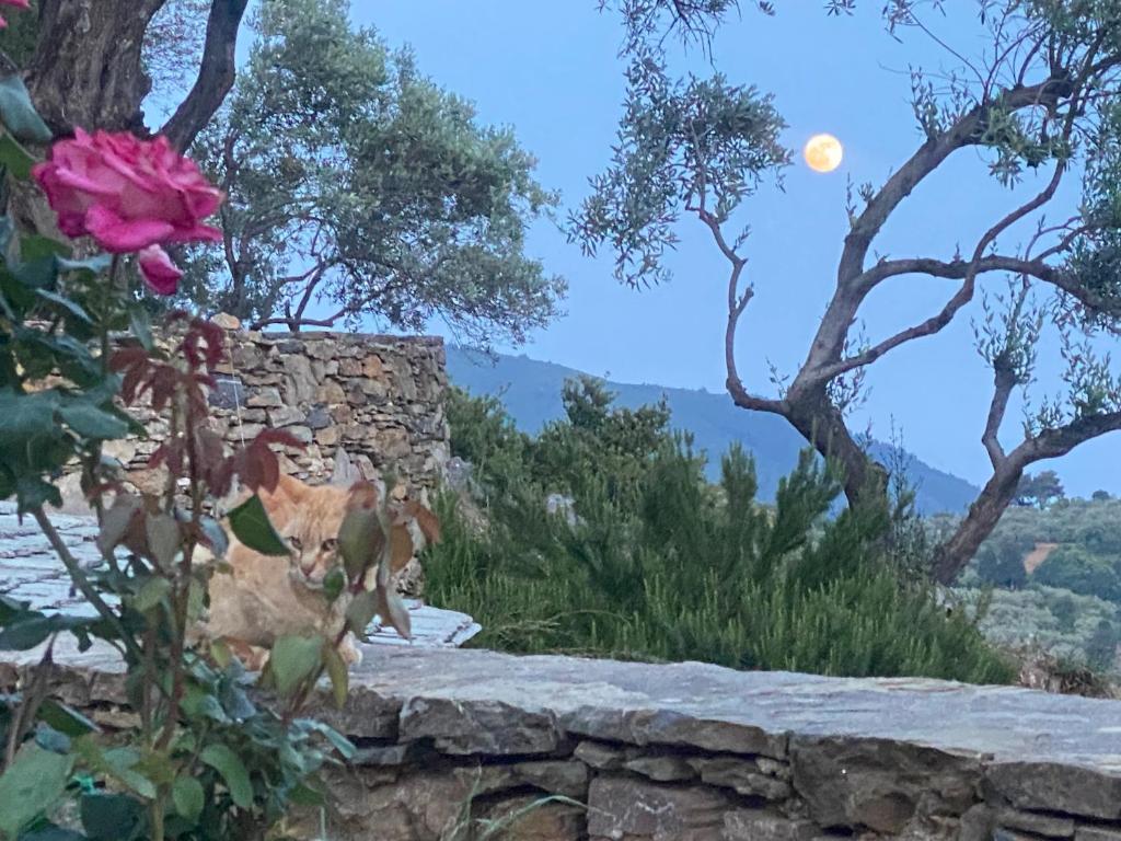 Laas Daskios, Stone Country House, Skopelos Anania photo 1
