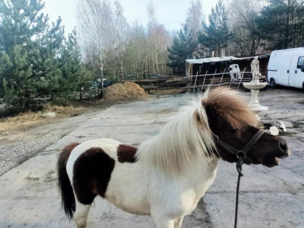 Apollo pokój 4 osobowy Szklary-Huta26 photo 1
