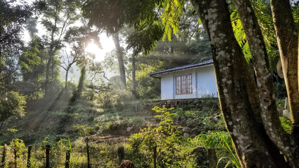 Jungle Tide photo 2