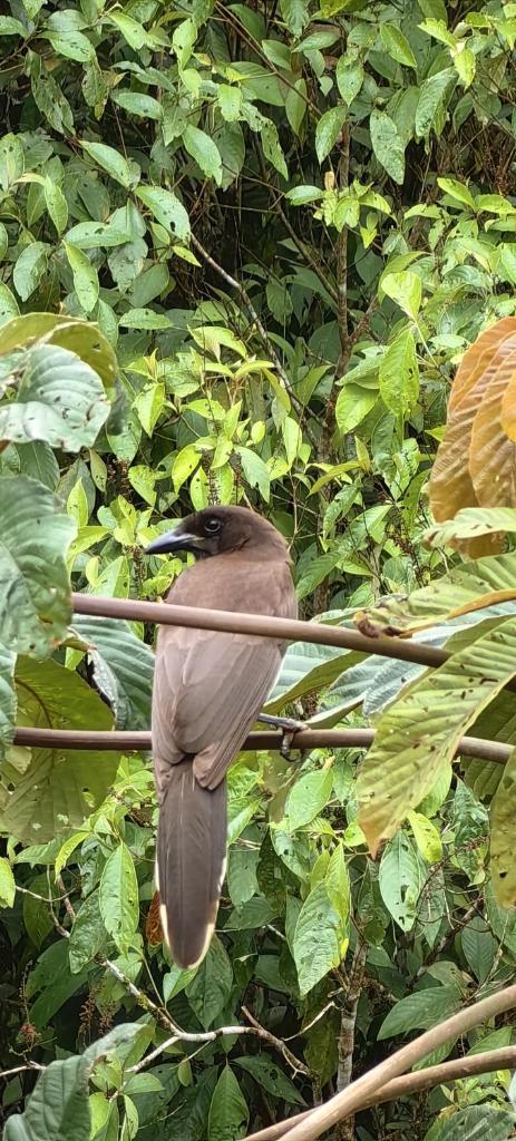 Villa Congos photo 4