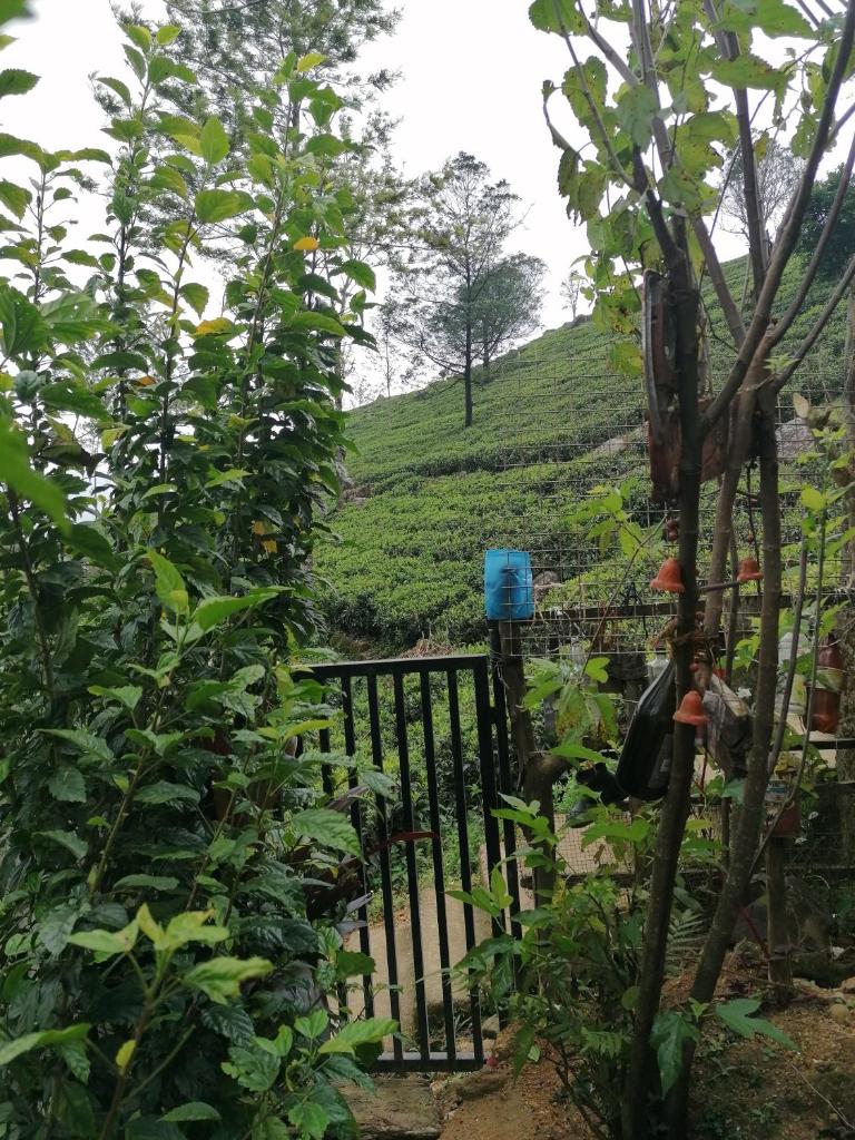 The Jungle Life Homestay Thangamalay Sanctuary Haputale by Gisela Sivam photo 1