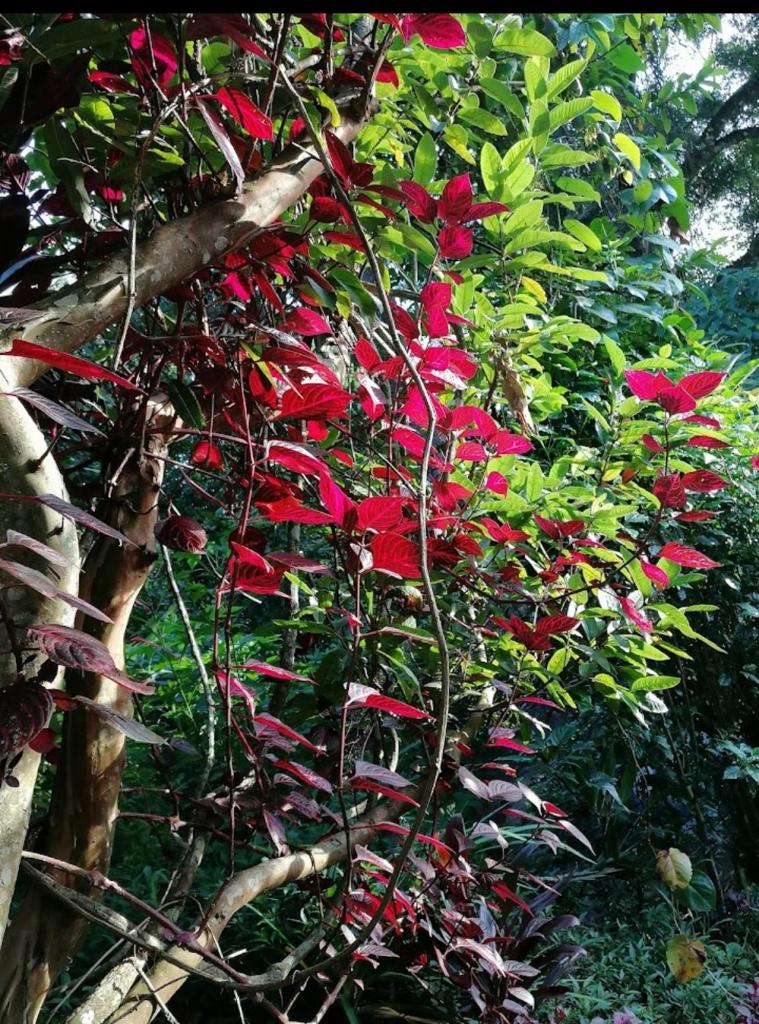The Jungle Life Homestay Thangamalay Sanctuary Haputale by Gisela Sivam photo 4
