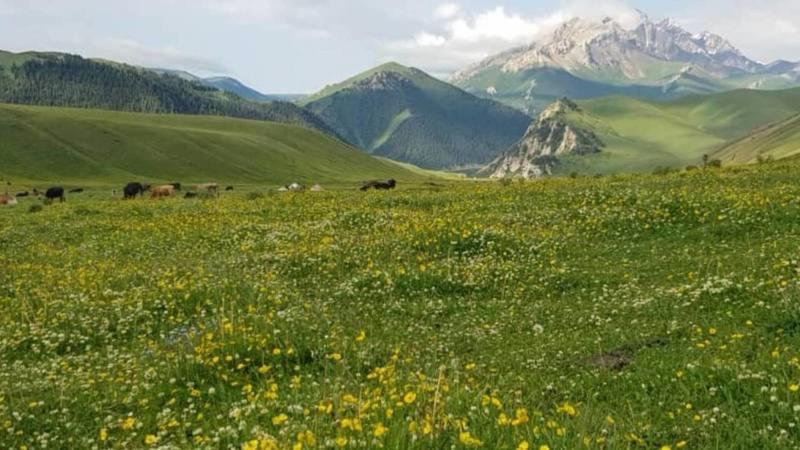 кайынды photo 2