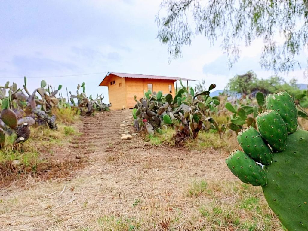 EL GLAMPING DE CALIXTO photo 3