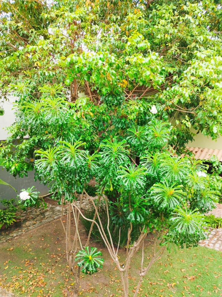 Quarto Praia do Frances photo 3
