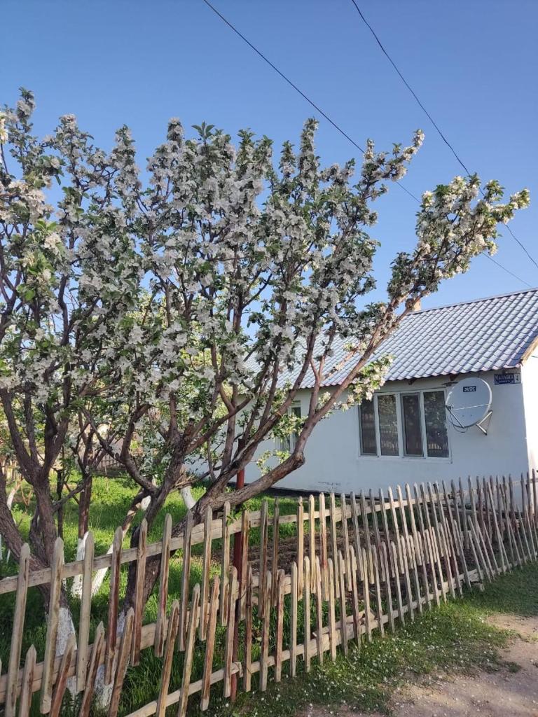 Нуска конок уйу photo 4
