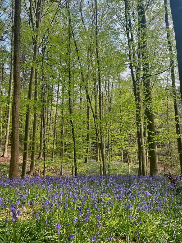 Bois de Hal