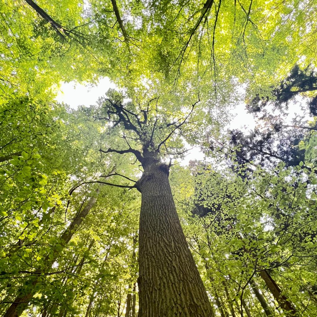 Bois de Hal photo 3