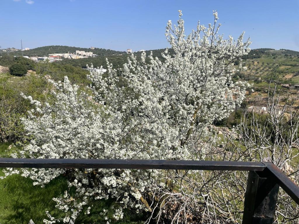 The Lodge Ajloun photo 4