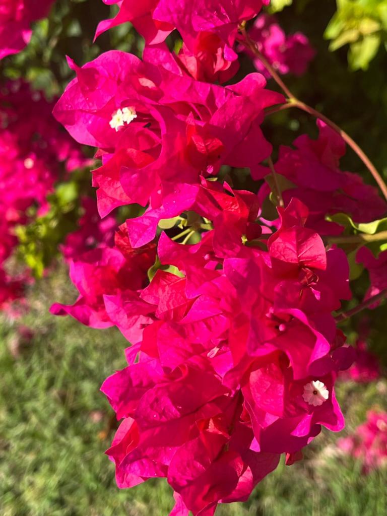 Alpinia photo 1