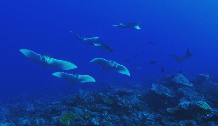 Morus Bliss - Divers' Preferred Hotel photo 4