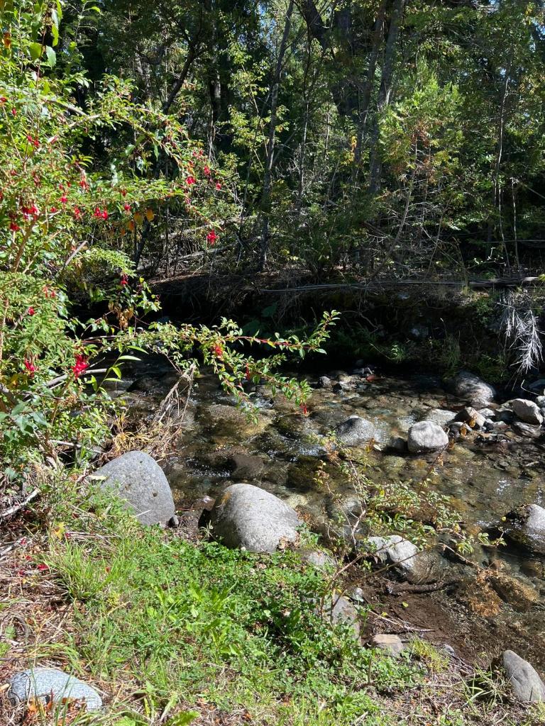 Ciprés Lago Futaláufquen photo 1