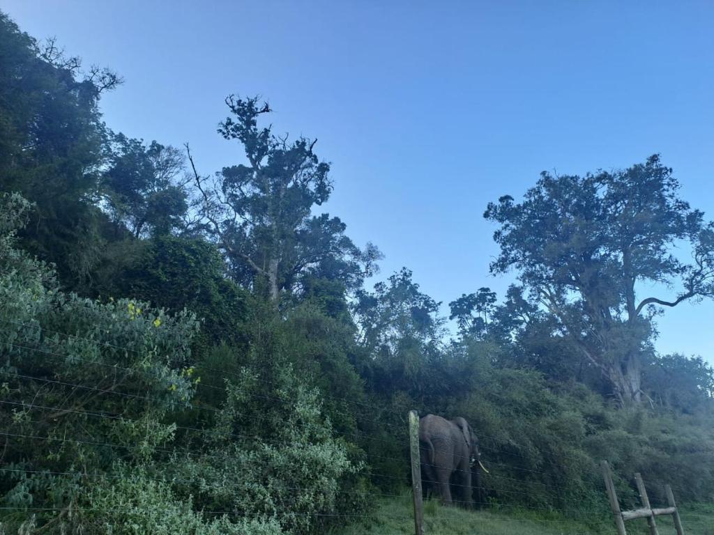 Aberdare white camp house kenya photo 3
