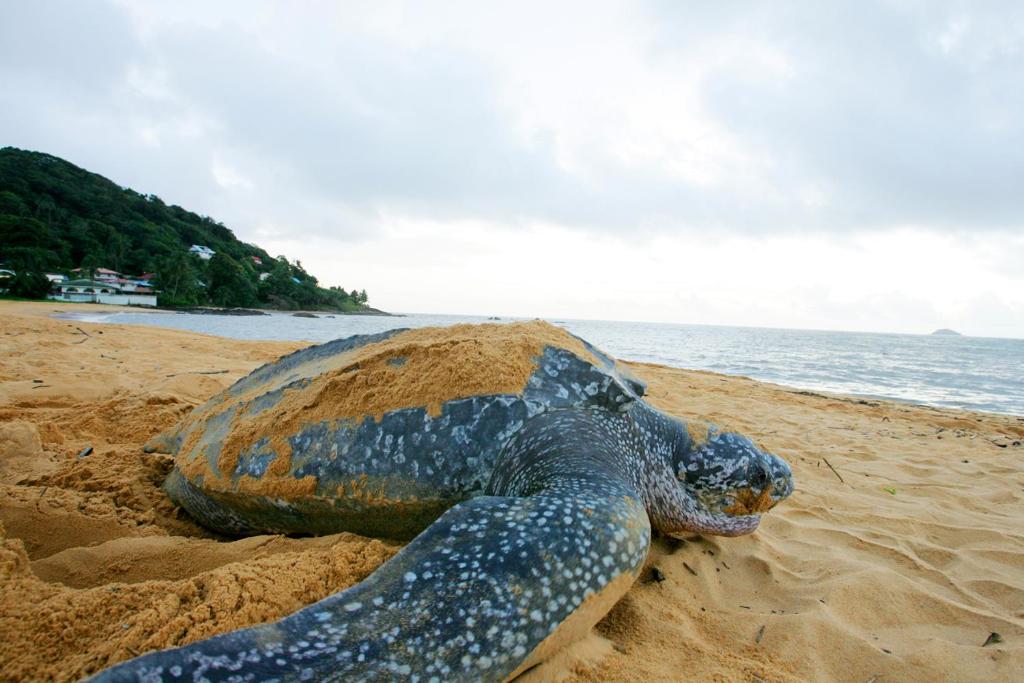 Perle Noire - ROUTE DES PLAGES - DestinationGuyane photo 1
