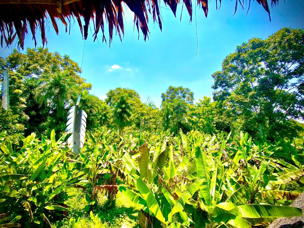 Jungle Lodge with lookout tower photo 2