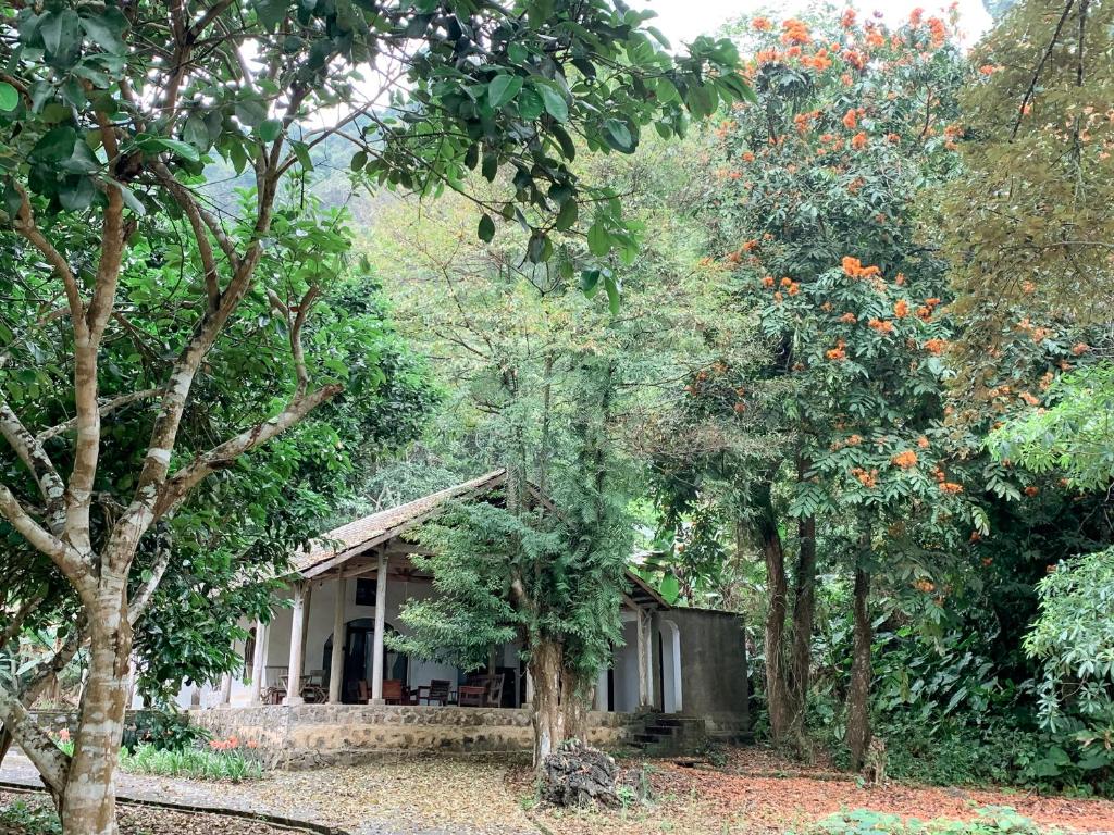 Ancient House Cat Ba