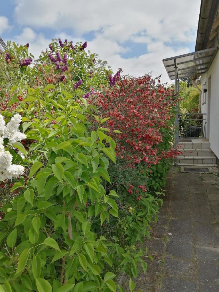 Freistehendes Ferienhaus in Adendorf mit Terrasse, Grill und Garten - b48664 photo 3