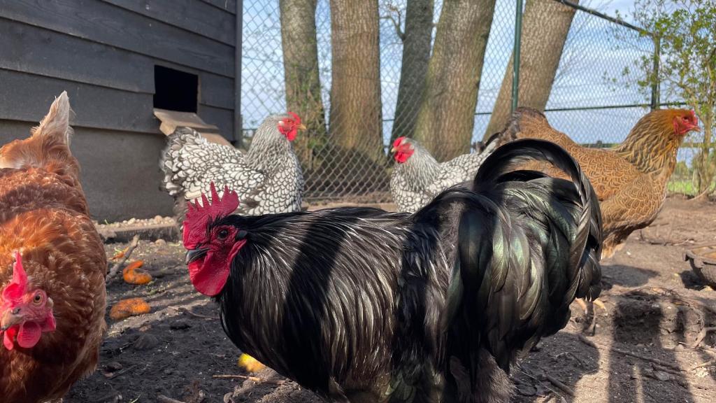 Hoeve bij Vosselen photo 3