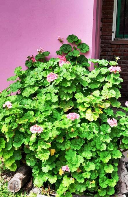 Casa del bosque photo 2