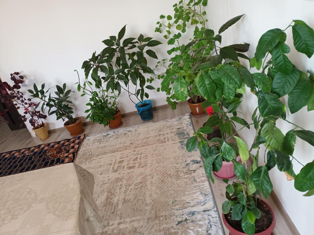 Guest Houst Akkyya photo 3