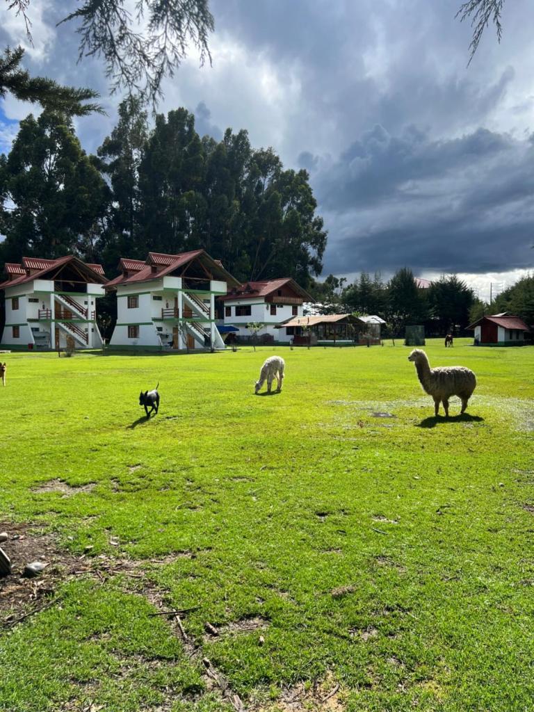 RESORT ALAPA photo 2