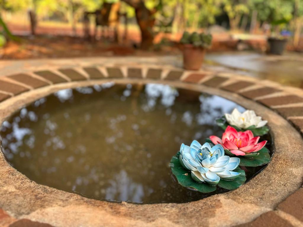 Lotus Garden - Near Matrimandir Center Auroville