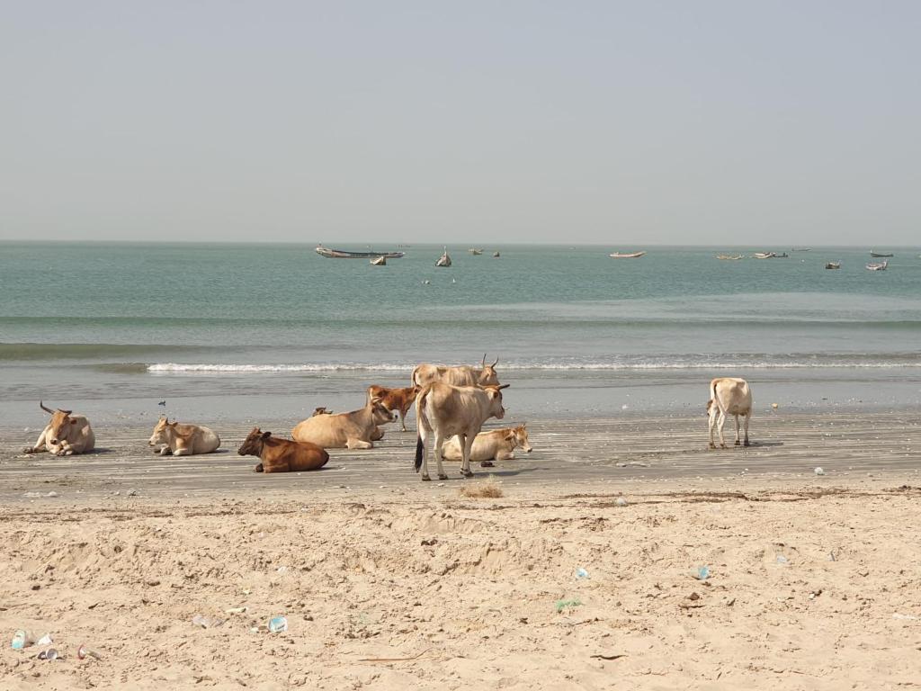 Simple Life on Baobab Beach photo 1