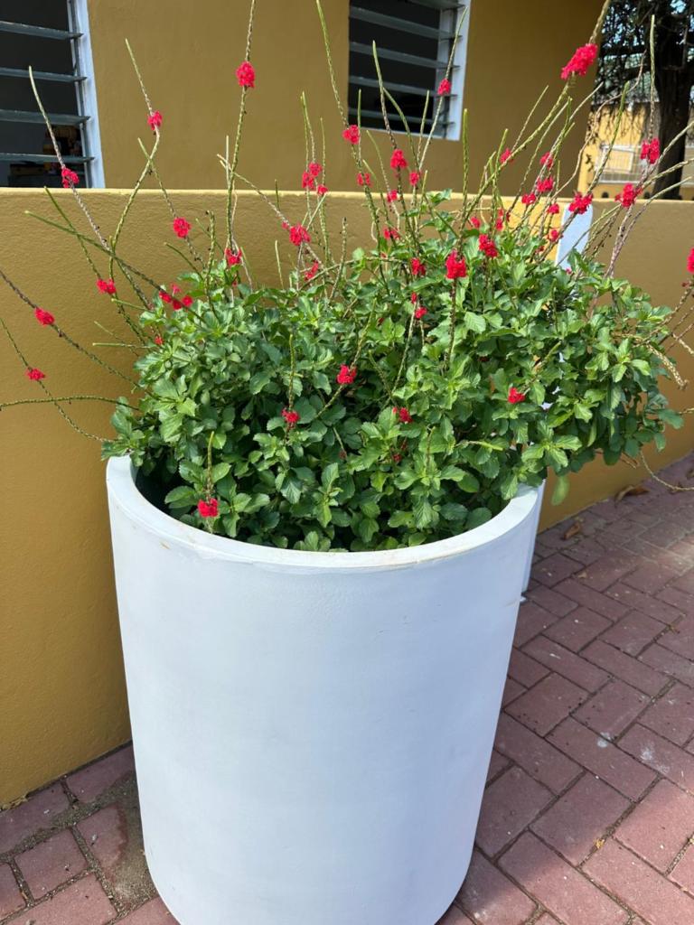 Casita de Rincon 1 photo 4