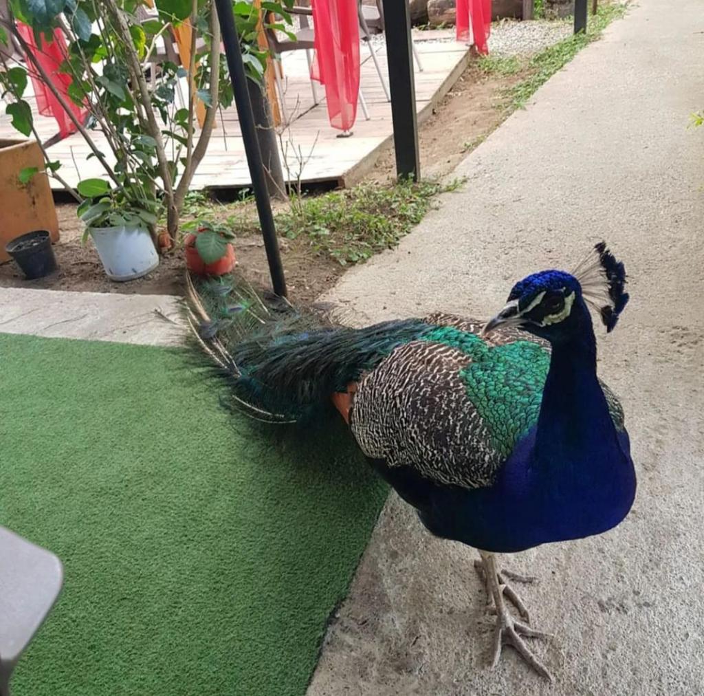 FINCA PRADERA REAL photo 2