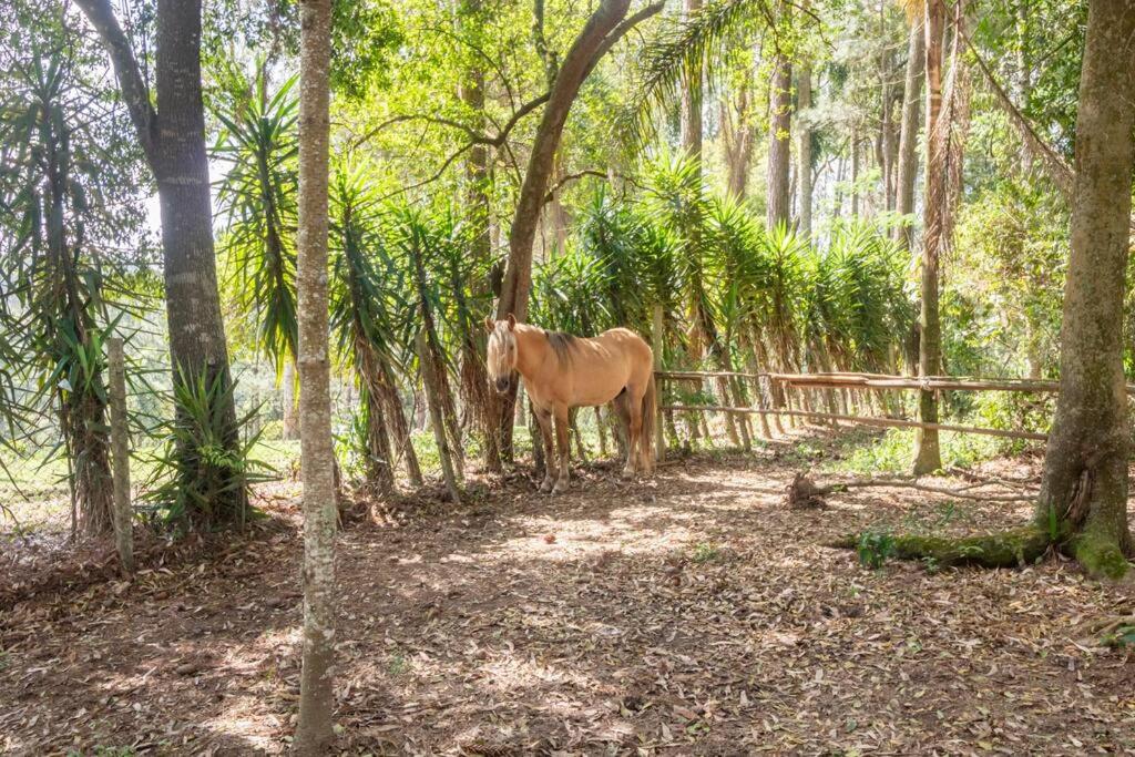 Sitio Cantos da Floresta photo 3