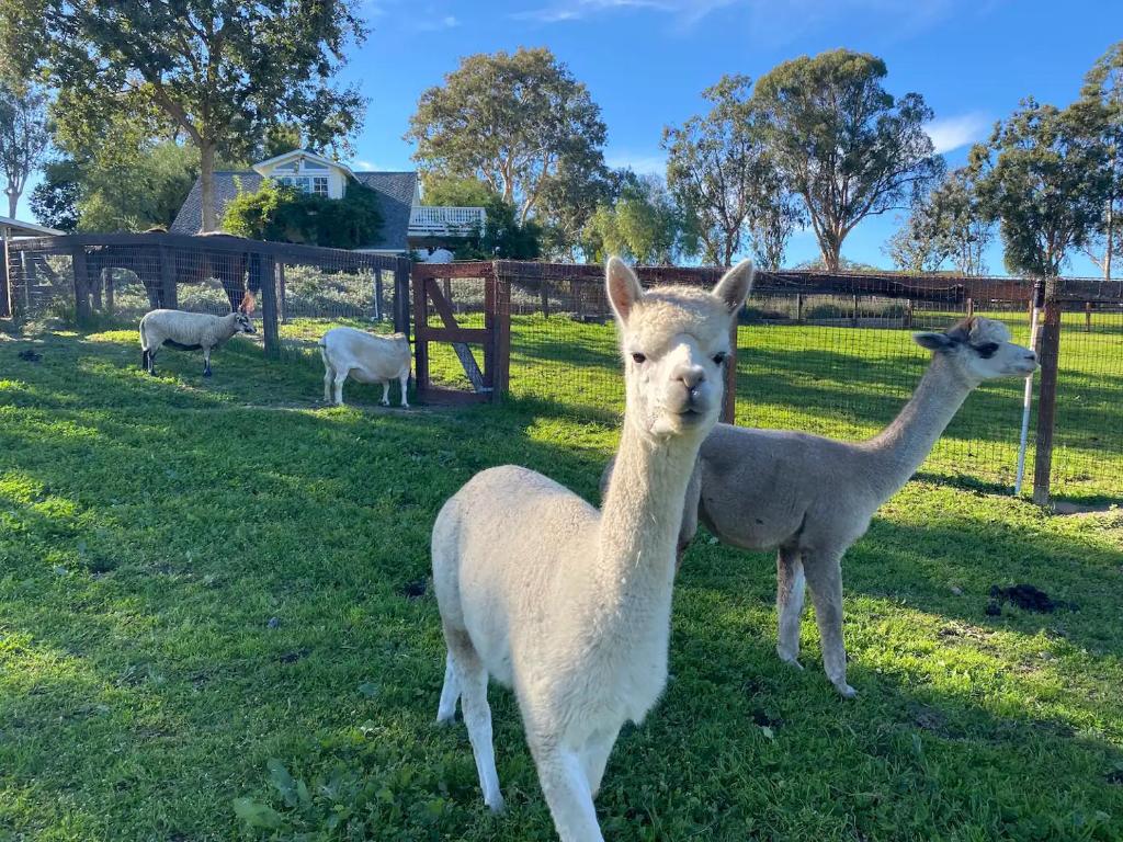 Anavo Farm’s Chic Sheep Retreat photo 3