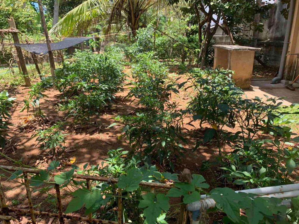 Cinnamon Villa AMBA photo 2