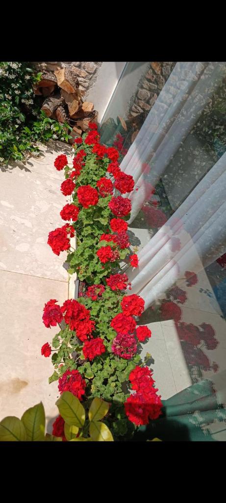 Villa dukat photo 1