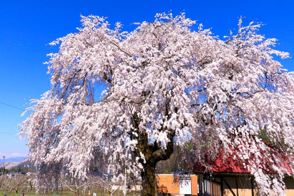 Fujiiso (Adult Only) photo 2