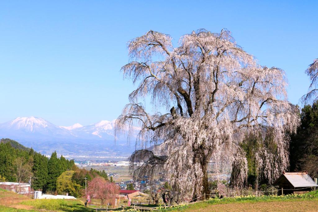 Fujiiso (Adult Only) photo 1