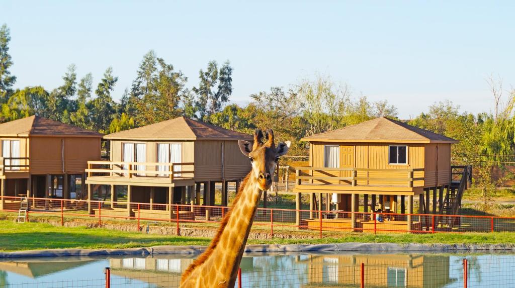 Safari Lodge photo 2