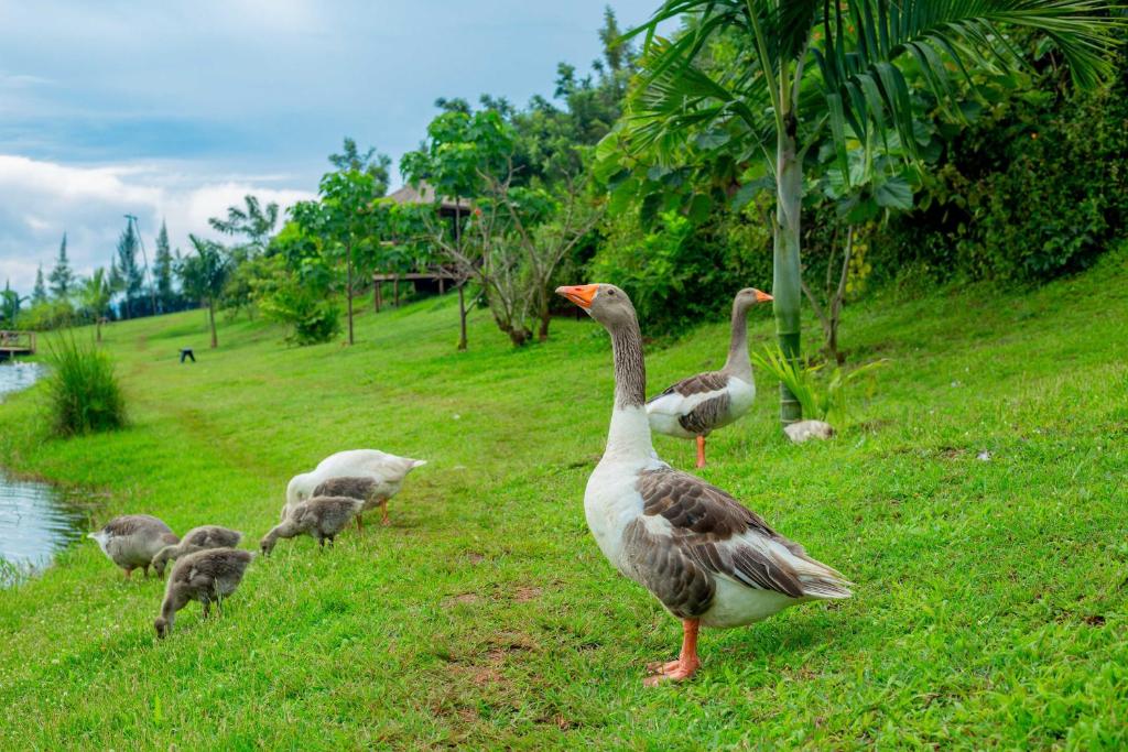 GOOD MOOD BEACH RESORT LTD photo 3