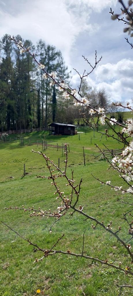 Chata na samotě, Šumava photo 4
