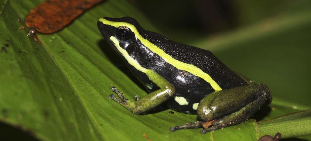 Tambopata Ecolodge photo 1
