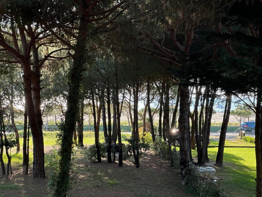 Shtepia nen Pisha "The House under the Pines" photo 1