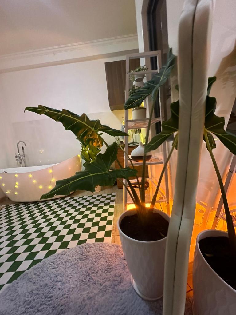 Bình Yên Homestay