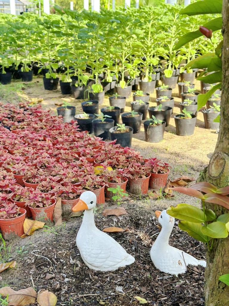 Carmelina Beach Resort