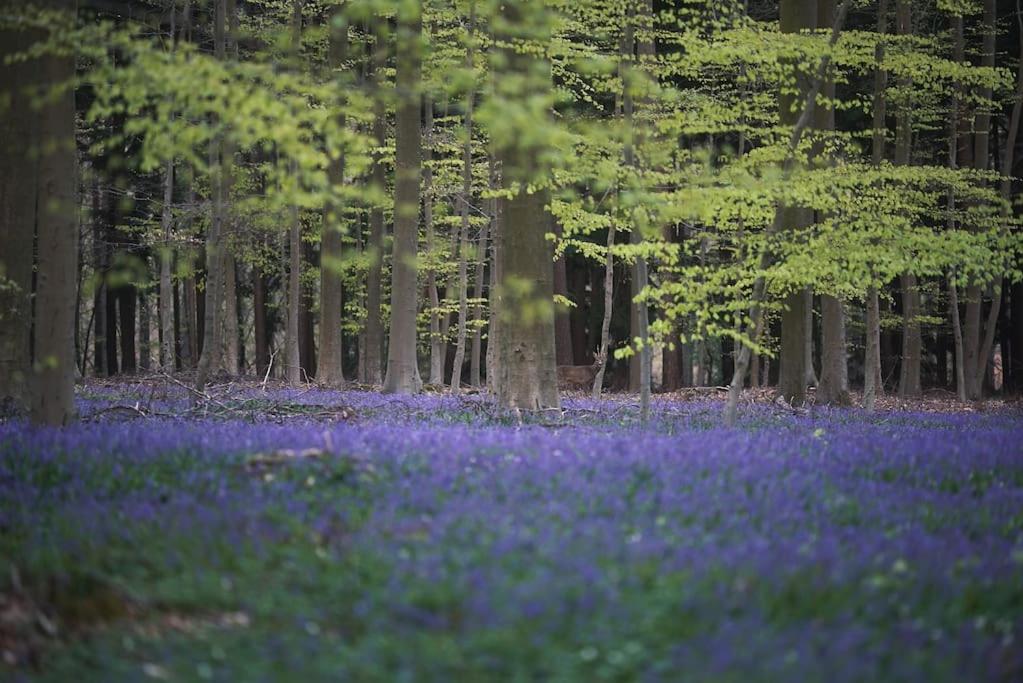 Het Bosnest, een vakantiewoning aan het Hallerbos photo 2