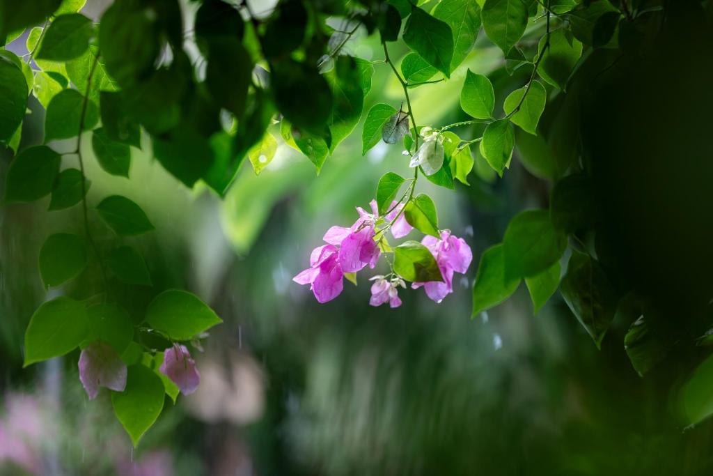 Trang An Family Homestay