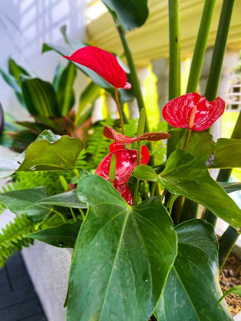 Garden Balcony Room In Old Quarter Netflix Free Washer Dryer